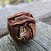 Frucht des Mammutbaums und Spinnentier