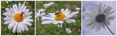 oxeye daisy