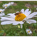 oxeye daisy