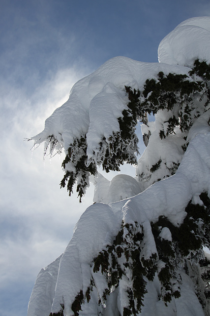 Sunlight and Snow