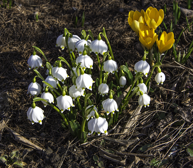 (068/365) Märzenbecher und Krokus im Garten