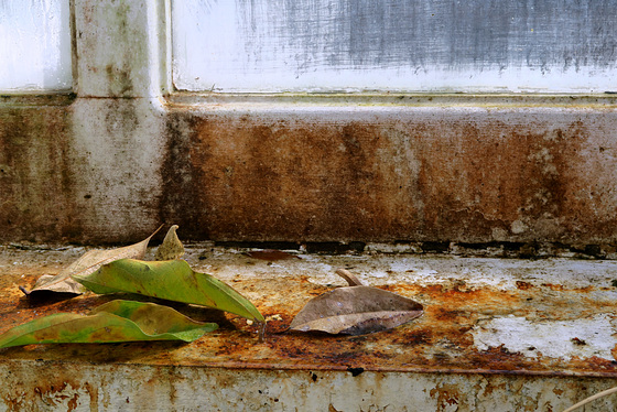 Dry Leaves 2