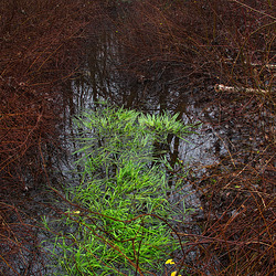 De profundis De profundis