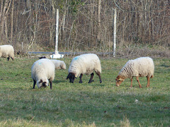 Transhumance du 16 mars 2016