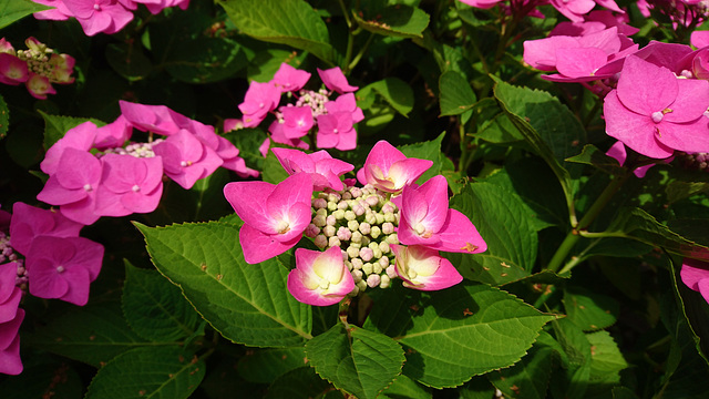 Tellerhortensie