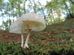 champignons minuscules