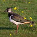 Lapwing and Buttercups
