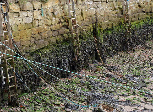 Harbour walls at low tide. Seaton Sluice, Northumberland