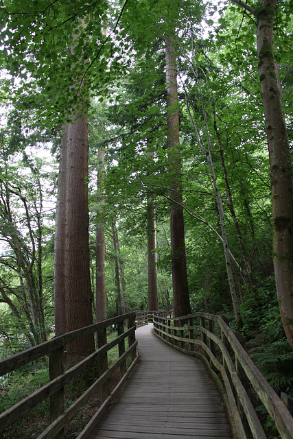 Forest walkway