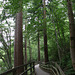 Forest walkway