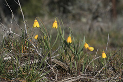 Yellow Bells