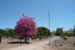 Bougainvillea Tree In Katherine