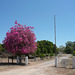 Bougainvillea Tree In Katherine