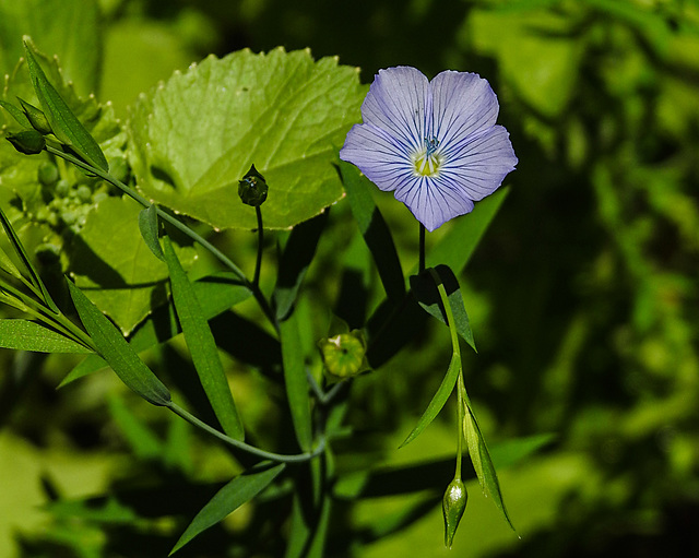 20210717 1795CPw [D~LIP] Flachs (Linum usitatissimum), Bad Salzuflen