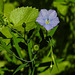 20210717 1795CPw [D~LIP] Flachs (Linum usitatissimum), Bad Salzuflen