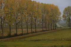 Herfstbomen