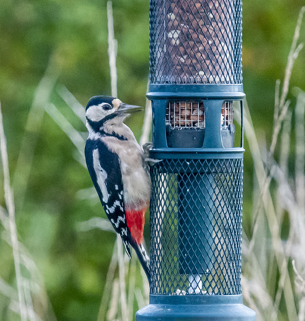 Great spotted woodpecker
