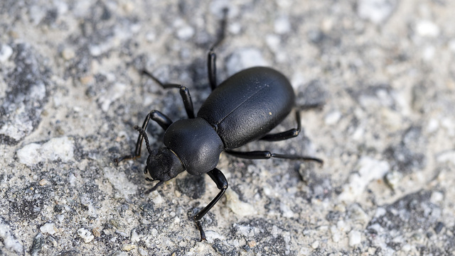 Black Beetle