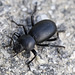 Black Beetle