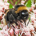 20230723 3091CPw [D~LIP] Wasserdost, Dunkle Erdhummel (Bombus terrestris), UWZ, Bad Salzuflen