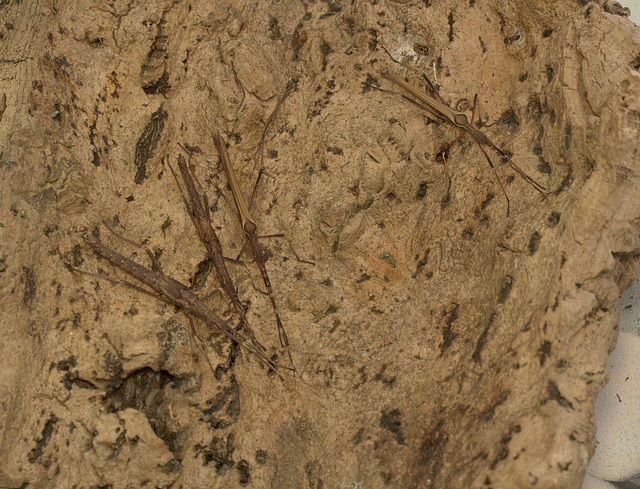 Sticks insects on bark IMG_9882