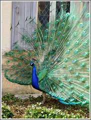 Aux jardins de Marqueysac (24)