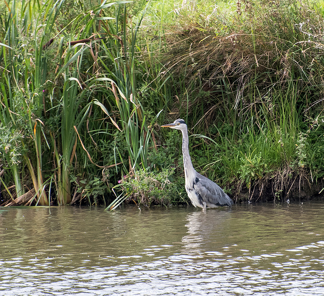 Heron at reception scrape