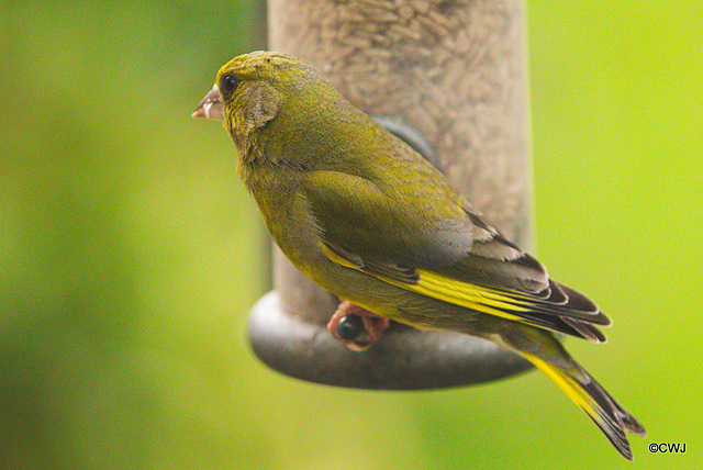 Greenfinch