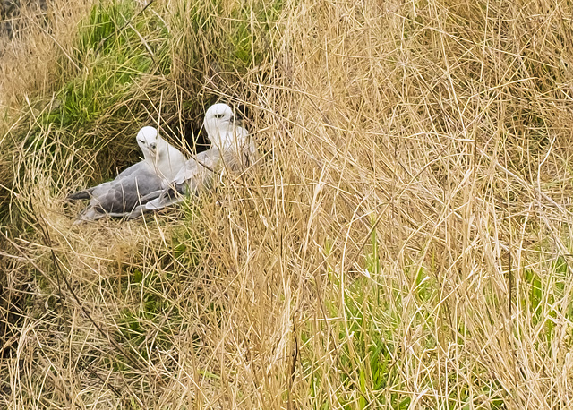 St Andrews, Fulmars, The East Scores