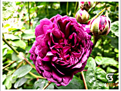 Rose du jardin avec Picsart