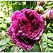 Rose du jardin avec Picsart