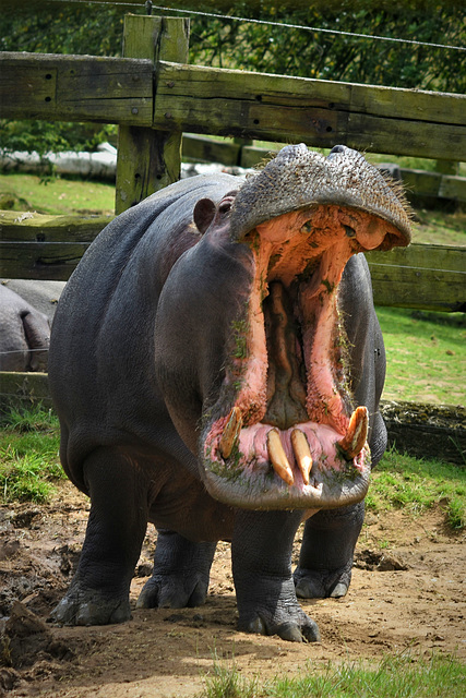 Common Hippo