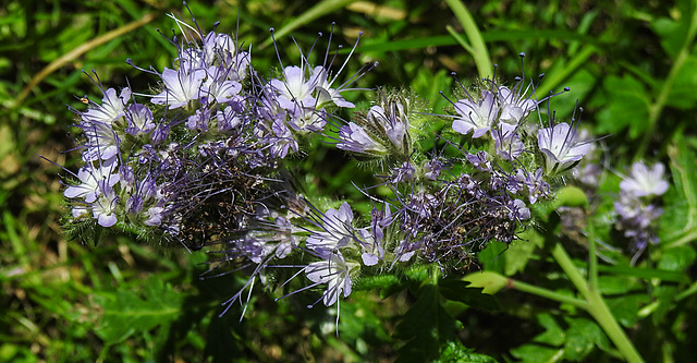 20210717 1797CPw [D~LIP] Rainfarn-Phazelie (Phacelia tanacetifolia) [Büschelschön], Bad Salzuflen