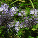 20210717 1797CPw [D~LIP] Rainfarn-Phazelie (Phacelia tanacetifolia) [Büschelschön], Bad Salzuflen