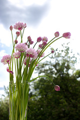 Schnittlauch in Blüte im Glas -2-