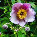 20230723 3094CPw [D~LIP] Herbst-Anemone (Rriocapitella hupehensis), UWZ Bad Salzuflen