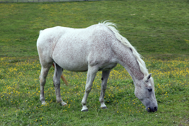 Schimmel auf der Neresalm