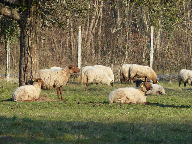 Transhumance du 16 mars 2016