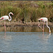 Carmargue Flamingos