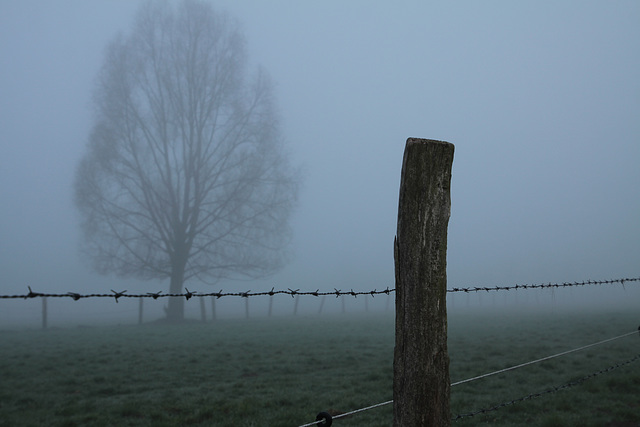 HFFF! Happy foggy fence friday !