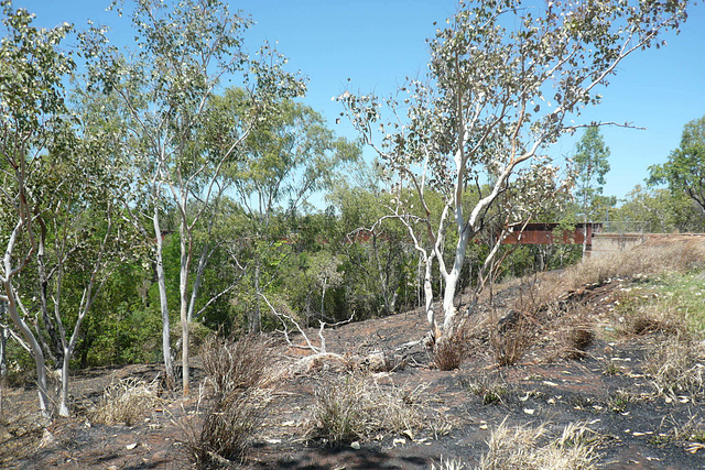 Railway Bridge Over The Katherine River