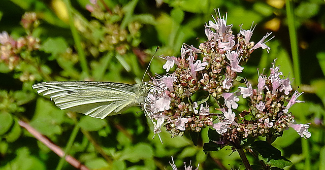 20210717 1799CPw [D~LIP] Dost (Oreganum vulgare), Kleiner Kohlweißling (pieris rapae), Bad Salzuflen