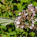 20210717 1799CPw [D~LIP] Dost (Oreganum vulgare), Kleiner Kohlweißling (pieris rapae), Bad Salzuflen