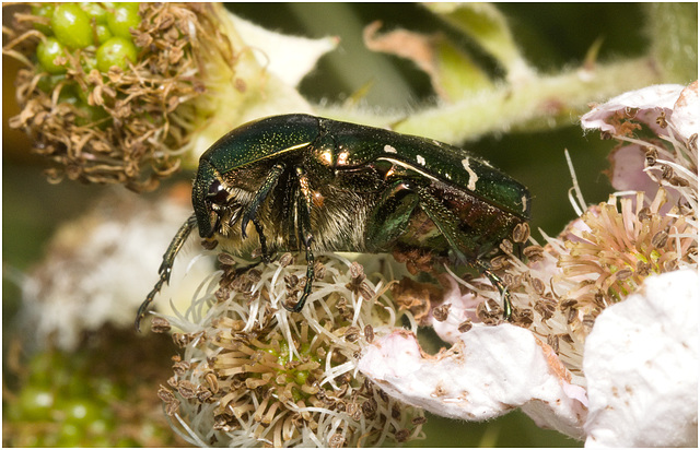 IMG 9983 Rose Chafer