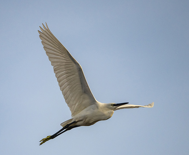 Little egret