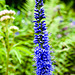 20230723 3096CPw [D~LIP] Langblättriger Ehrenpreis (Veronica longifolia), UWZ, Bad Salzuflen