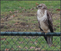 Falco Buteo