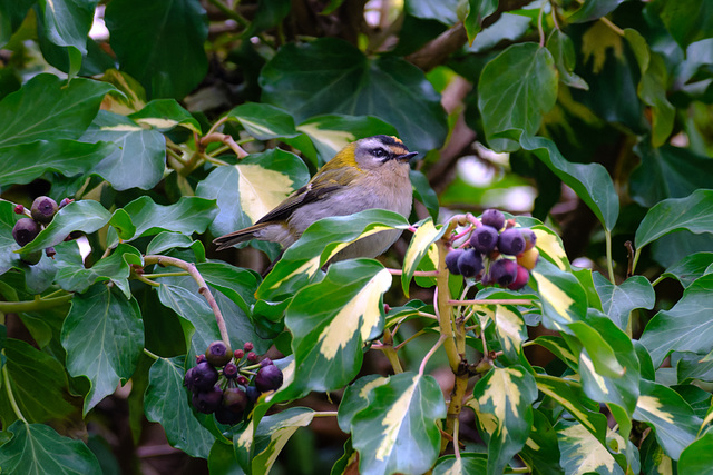Wintergoldhähnchen