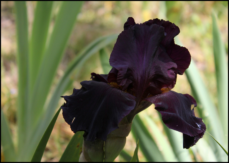 Black As Night (2)