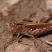 Chorthippus brunneus